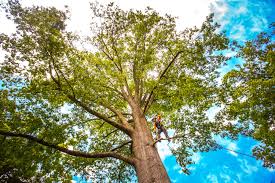 Reliable Woodville, AL Tree Services Solutions