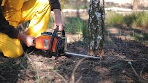 Best Storm Damage Tree Cleanup  in Woodville, AL