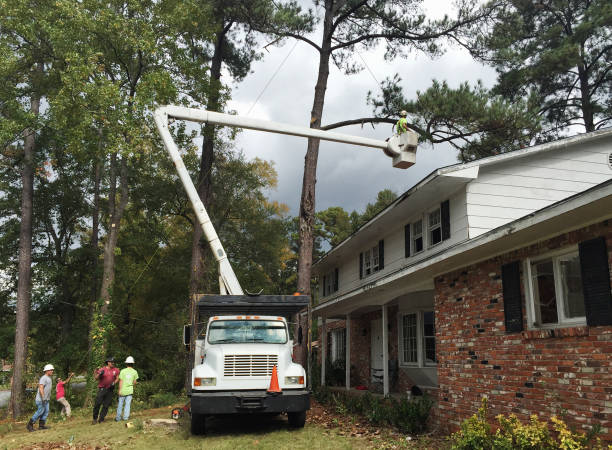 Best Seasonal Cleanup (Spring/Fall)  in Woodville, AL